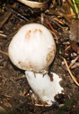 Agaricus campestris